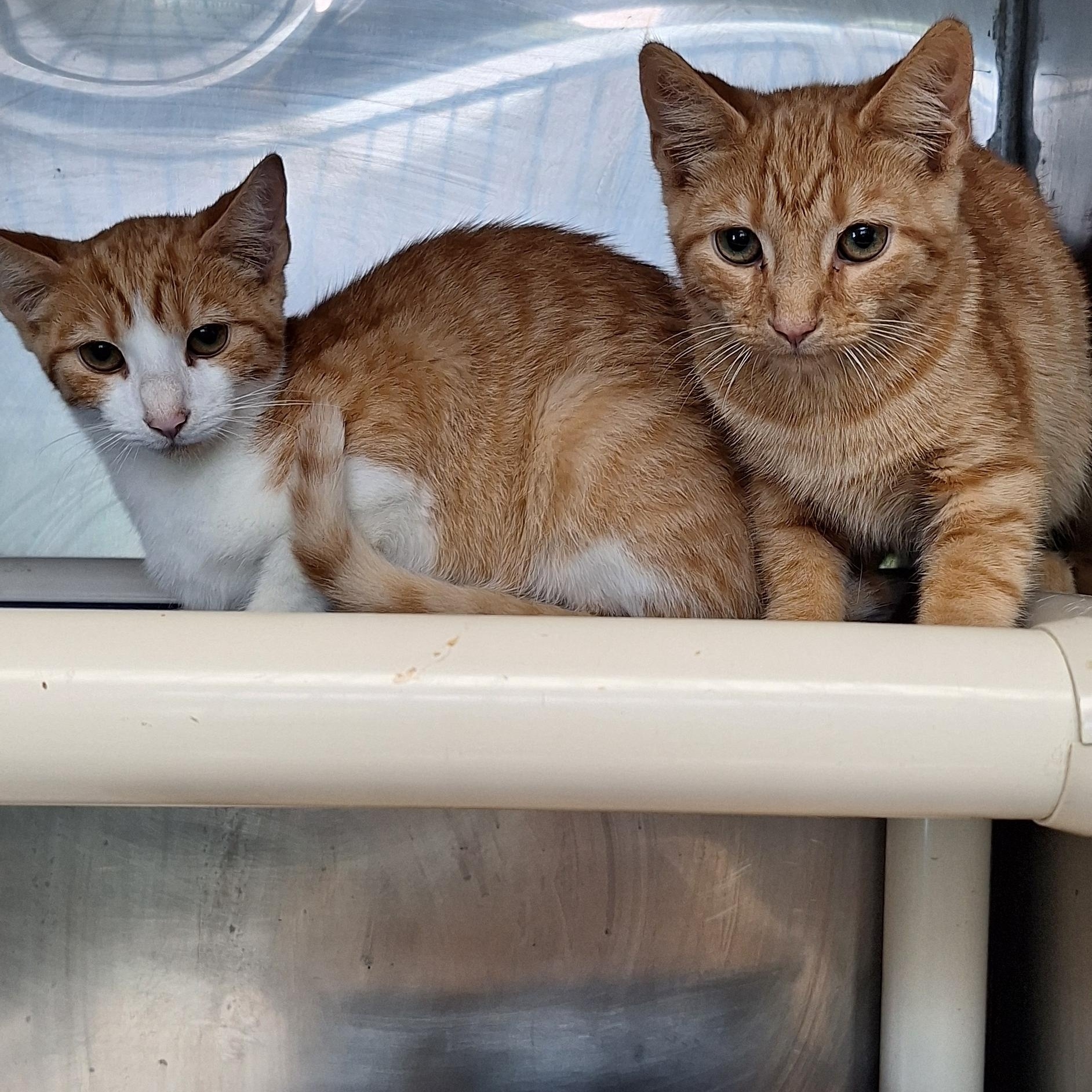 Enlarge Crimson & Clover, a Adoptable Domestic Short Hair in Stanton, KY image 2/4