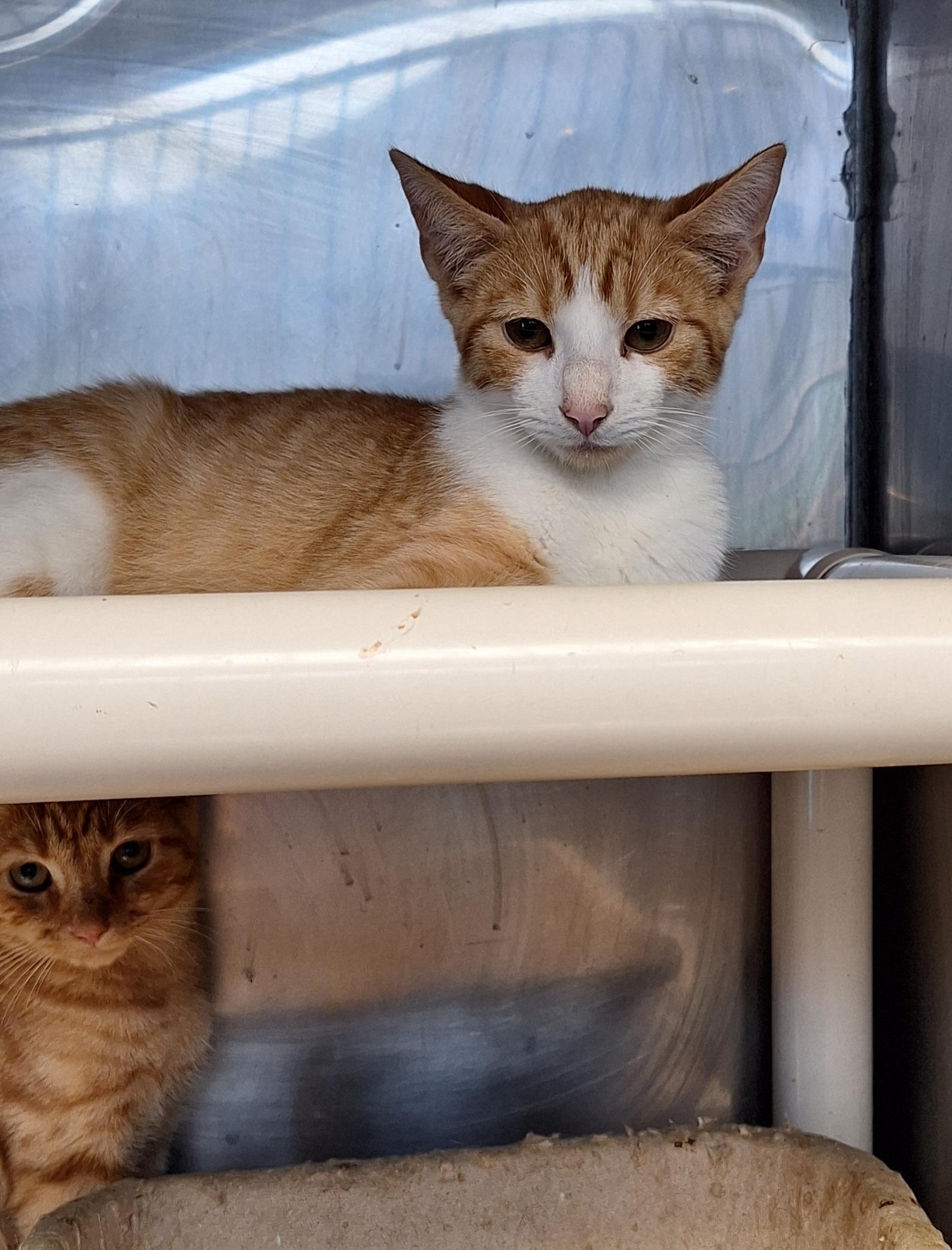 Enlarge Crimson & Clover, a Adoptable Domestic Short Hair in Stanton, KY image 4/4