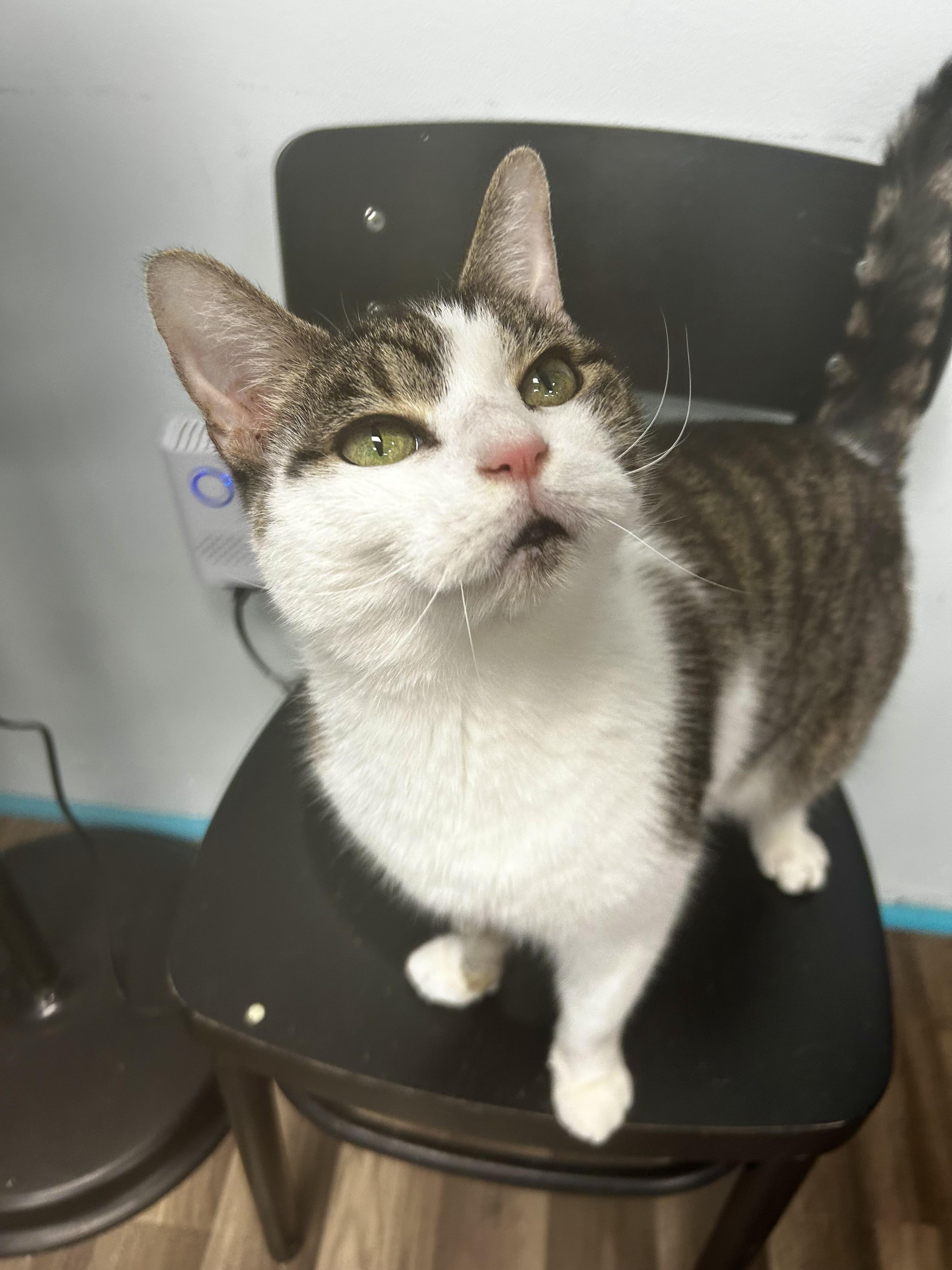 Rusty, a Adoptable Tabby in Grand Rapids, MI image 3/6