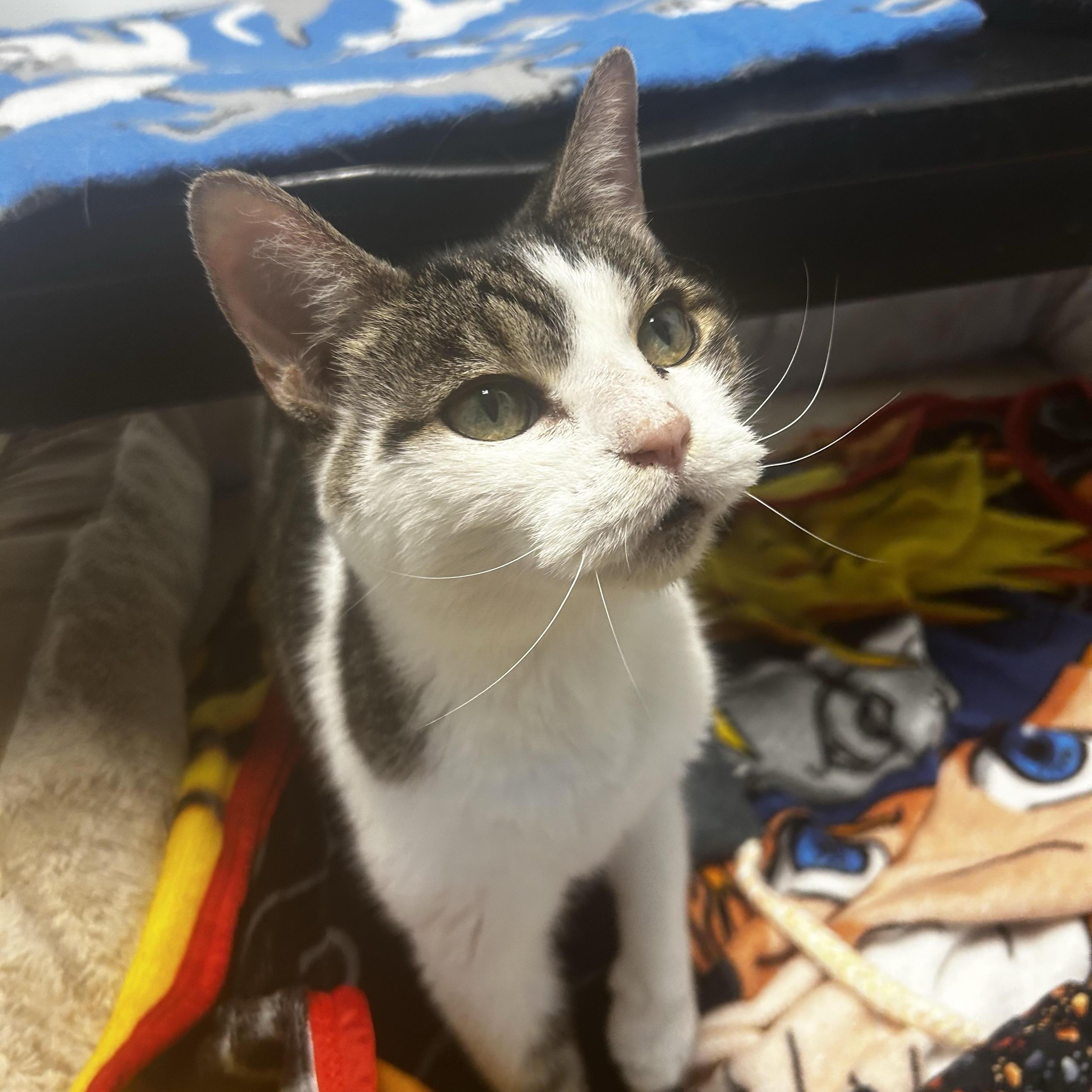 Rusty, a Adoptable Tabby in Grand Rapids, MI image 4/6