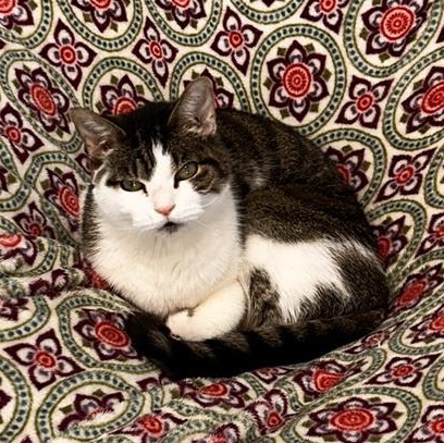 Enlarge Rusty, a Adoptable Tabby in Grand Rapids, MI image 6/6