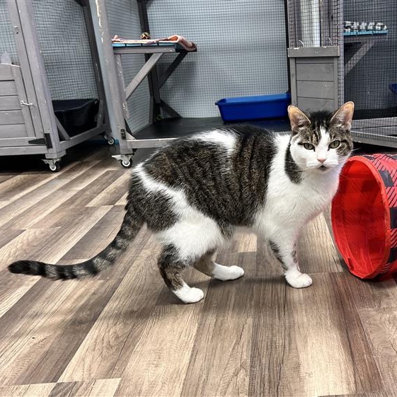 Rusty, a Adoptable Tabby in Grand Rapids, MI image 5/6