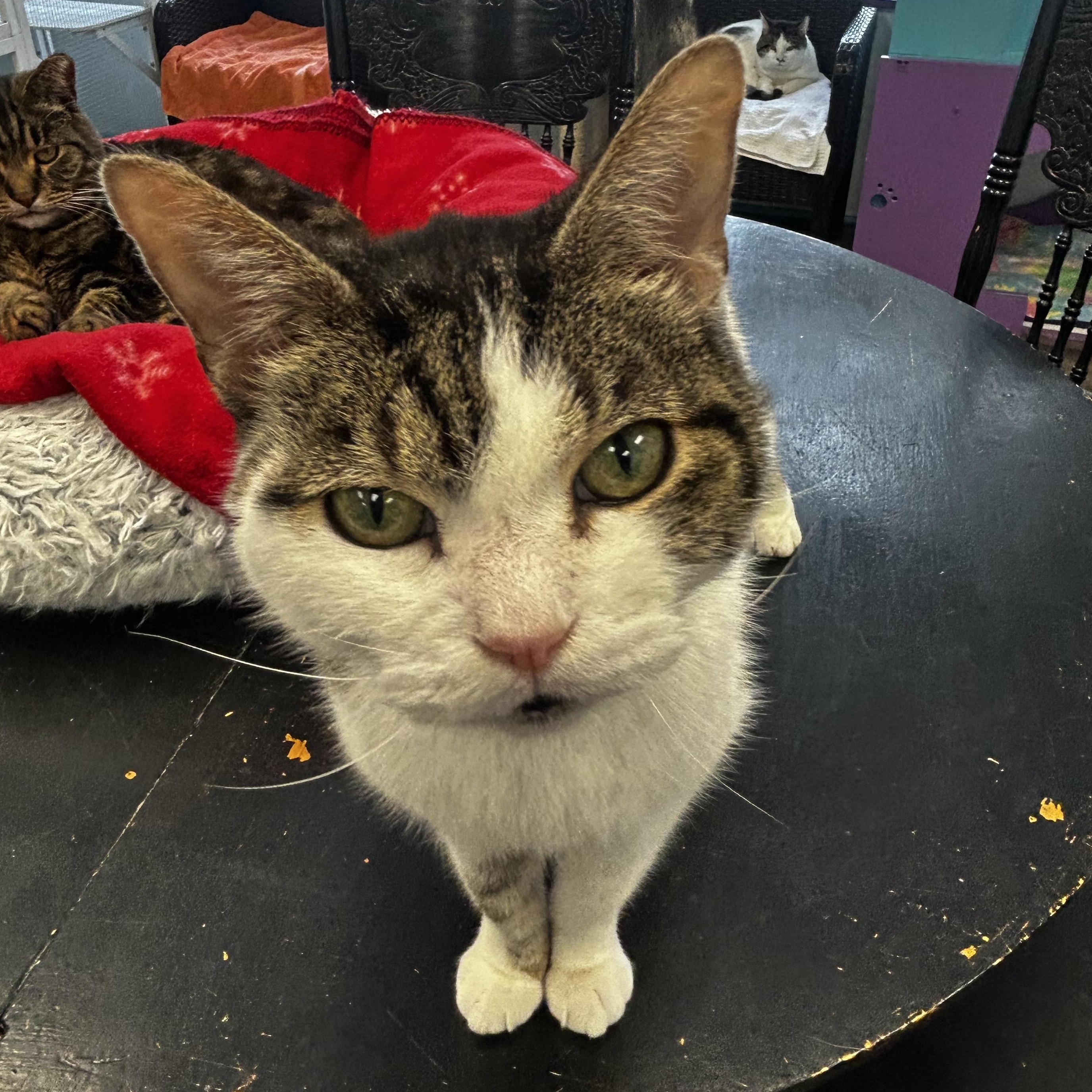Rusty, a Adoptable Tabby in Grand Rapids, MI image 1/6