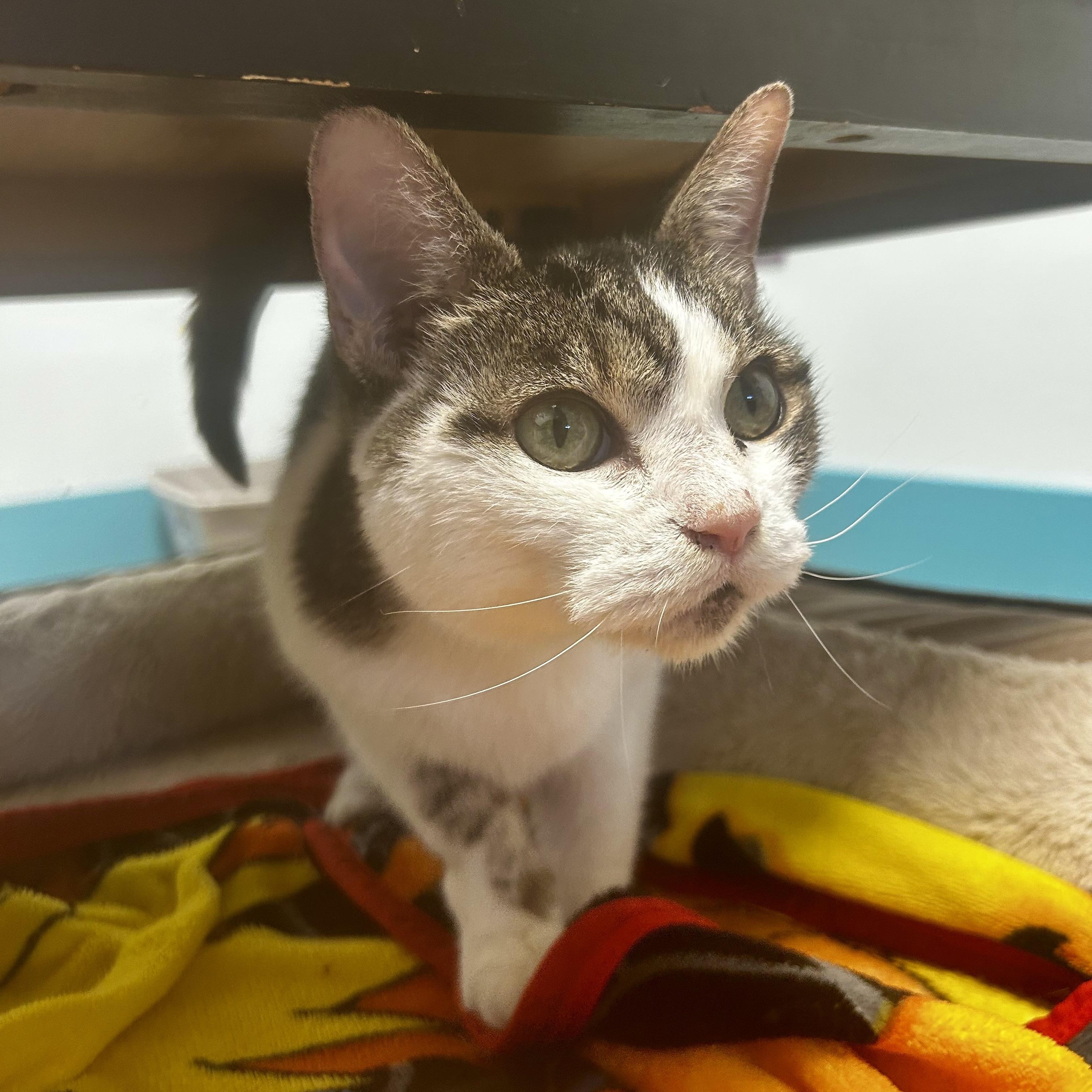 Rusty, a Adoptable Tabby in Grand Rapids, MI image 6/6