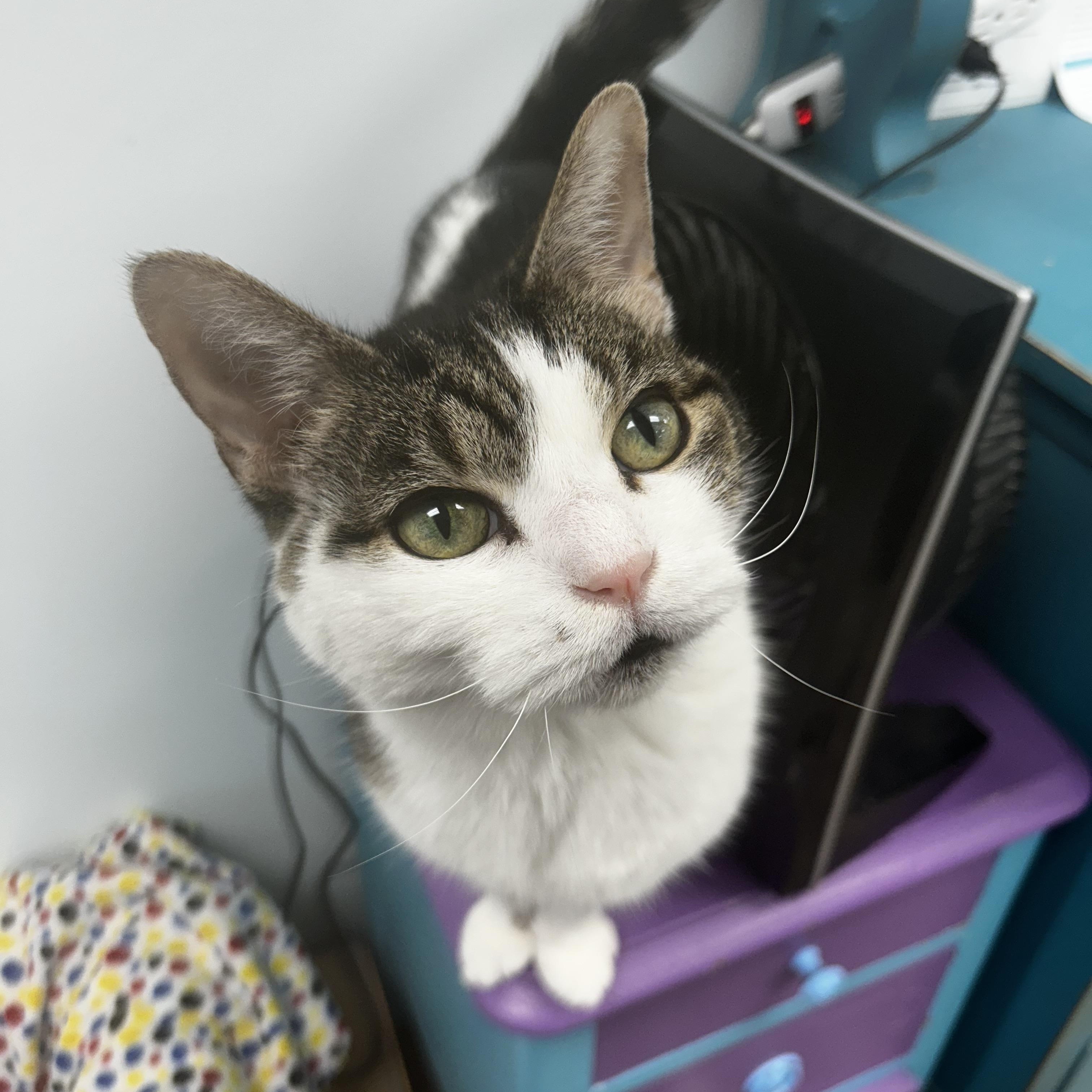 Rusty, Adoptable, Senior Male Tabby.