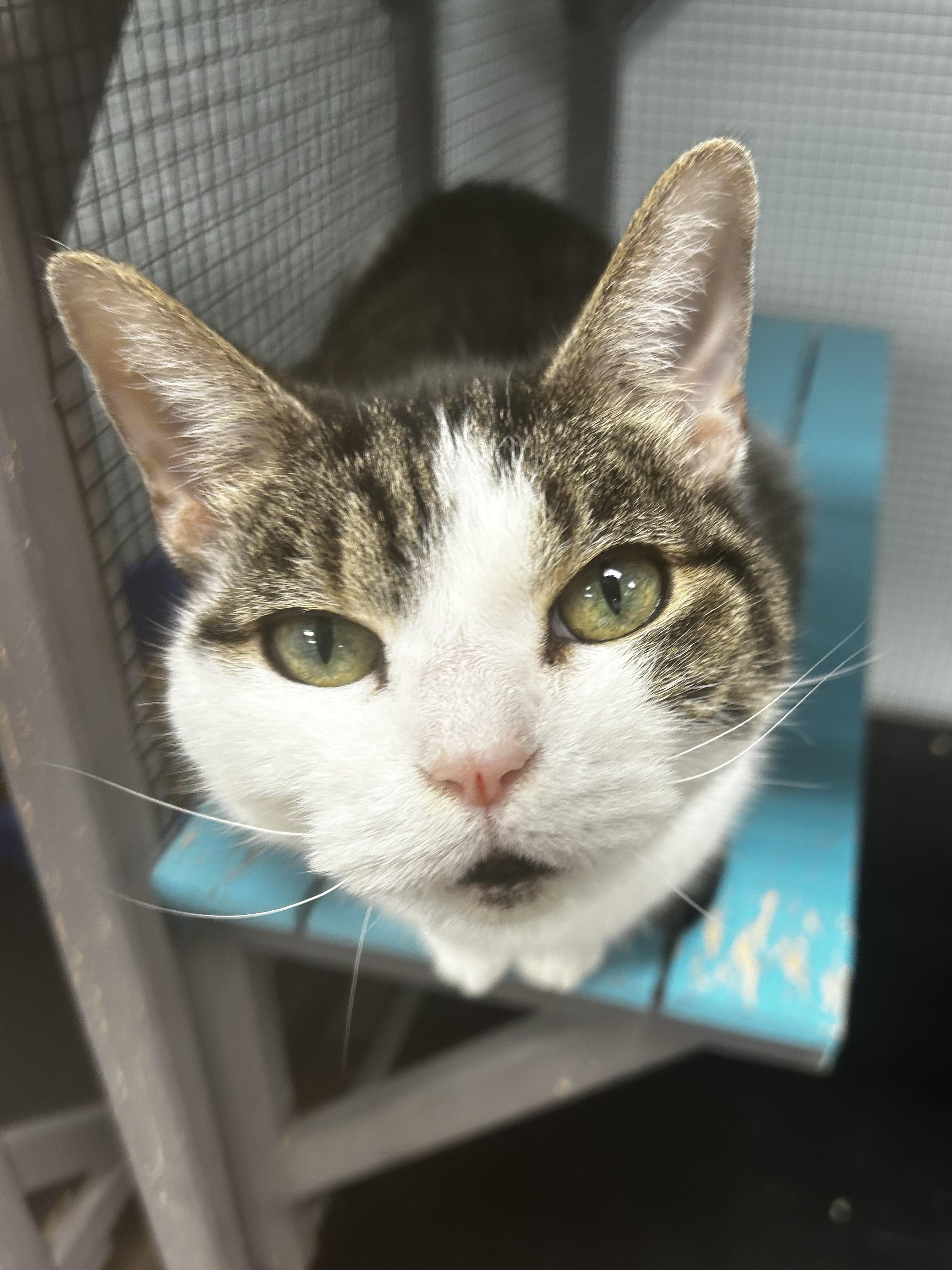 Rusty, Adoptable, Adult Male Tabby.