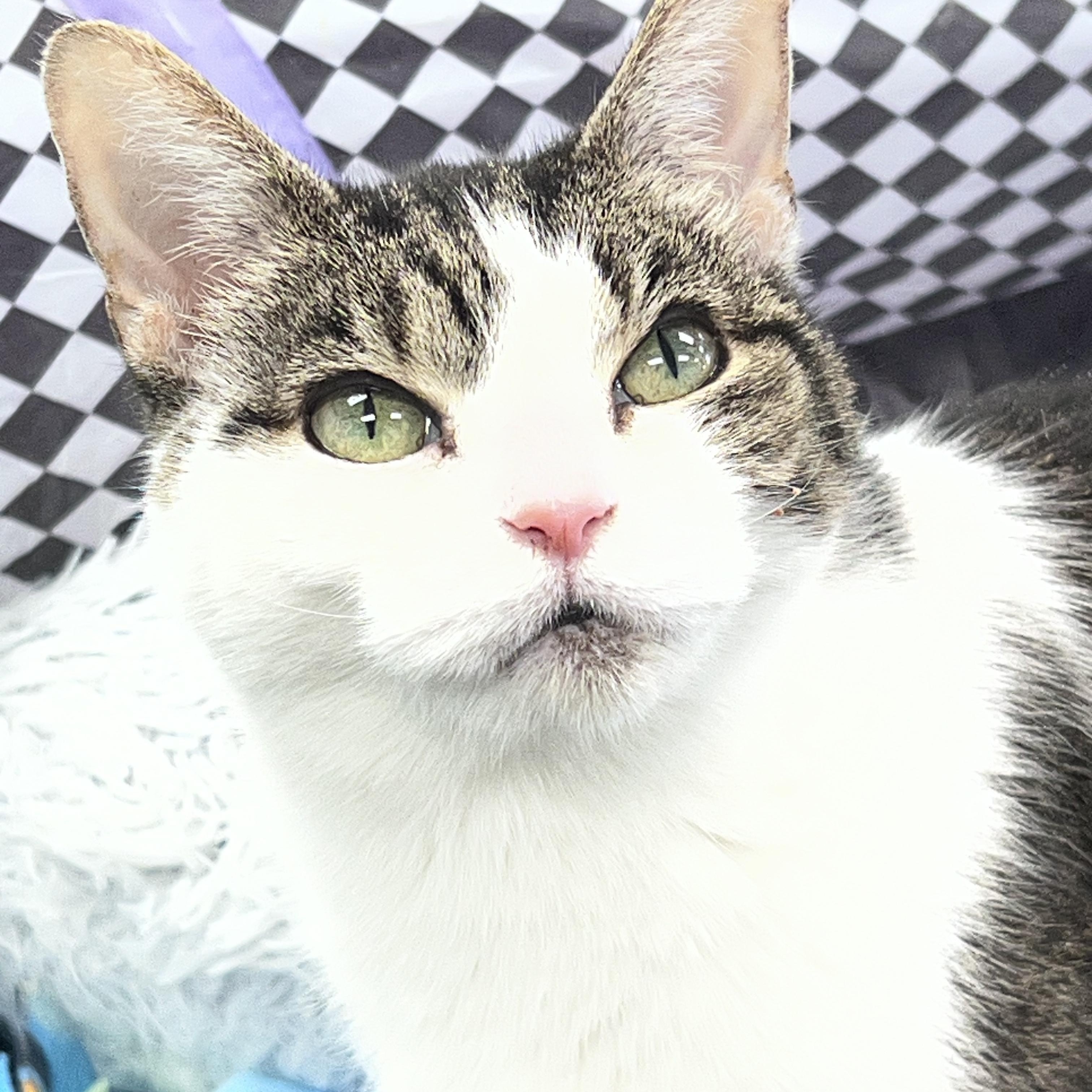 Enlarge Rusty - ADOPTION PENDING!, an adopted Tabby in Grand Rapids, MI image 1/6