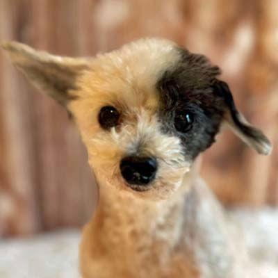 Teddy, Adoptable, Senior Male Poodle.