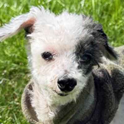 Teddy, Adoptable, Senior Male Poodle.