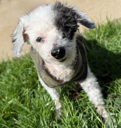 Enlarge Teddy, a Adoptable Poodle in Arlington, VA image 2/3