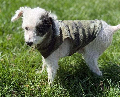 Enlarge Teddy, a Adoptable Poodle in Arlington, VA image 3/3