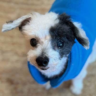 Enlarge Teddy, a Adoptable Poodle in Arlington, VA image 3/3