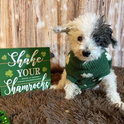 Teddy, Adoptable, Senior Male Poodle.