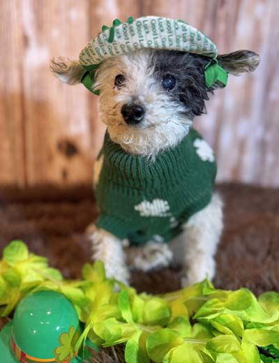 Teddy, a Adoptable Poodle in Arlington, VA image 2/3