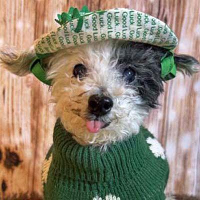 Teddy, a Adoptable Poodle in Arlington, VA image 3/3