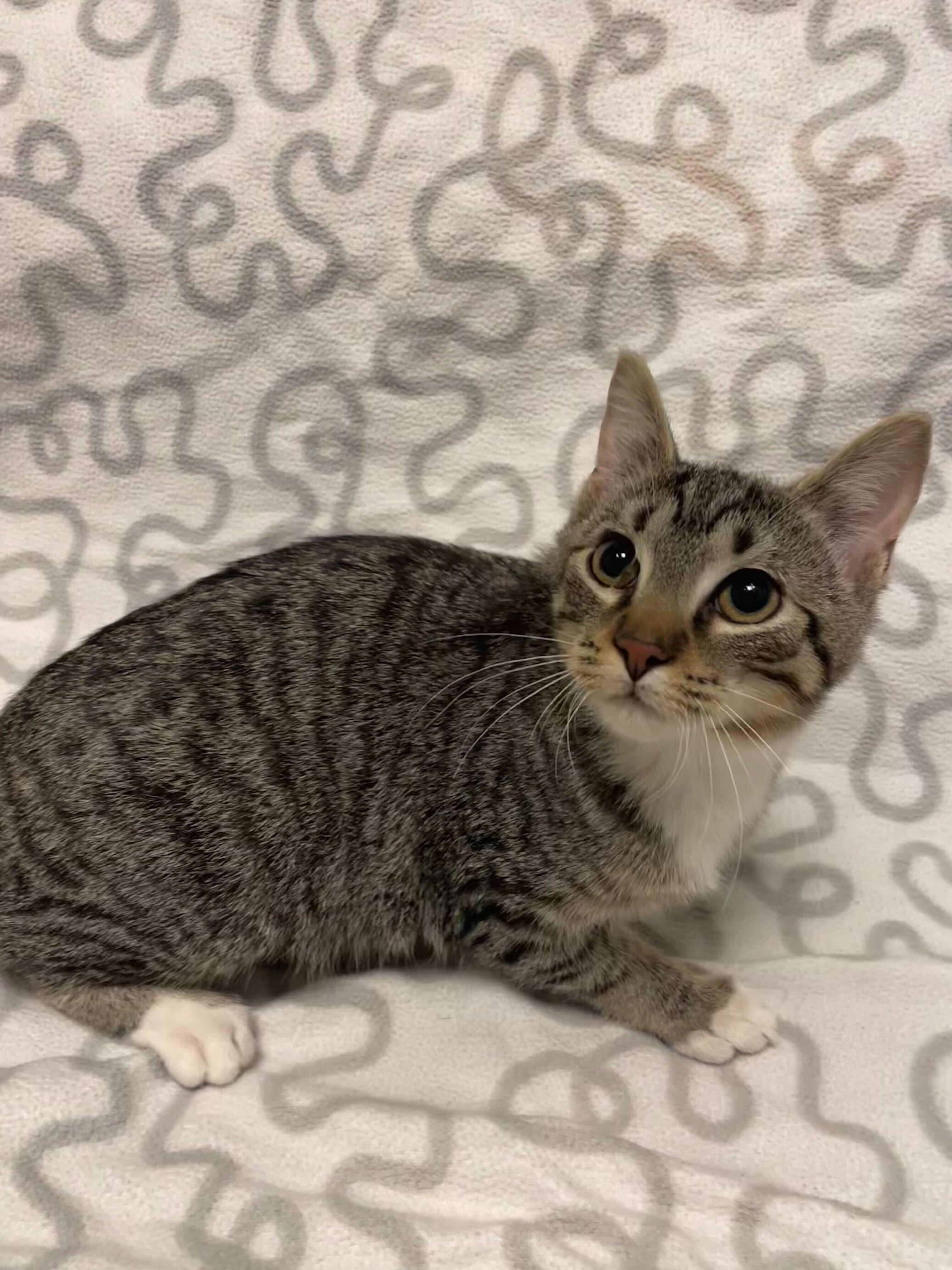 Enlarge Kareem, a ADOPTABLE Domestic Short Hair in Jackson, MI image 3/5