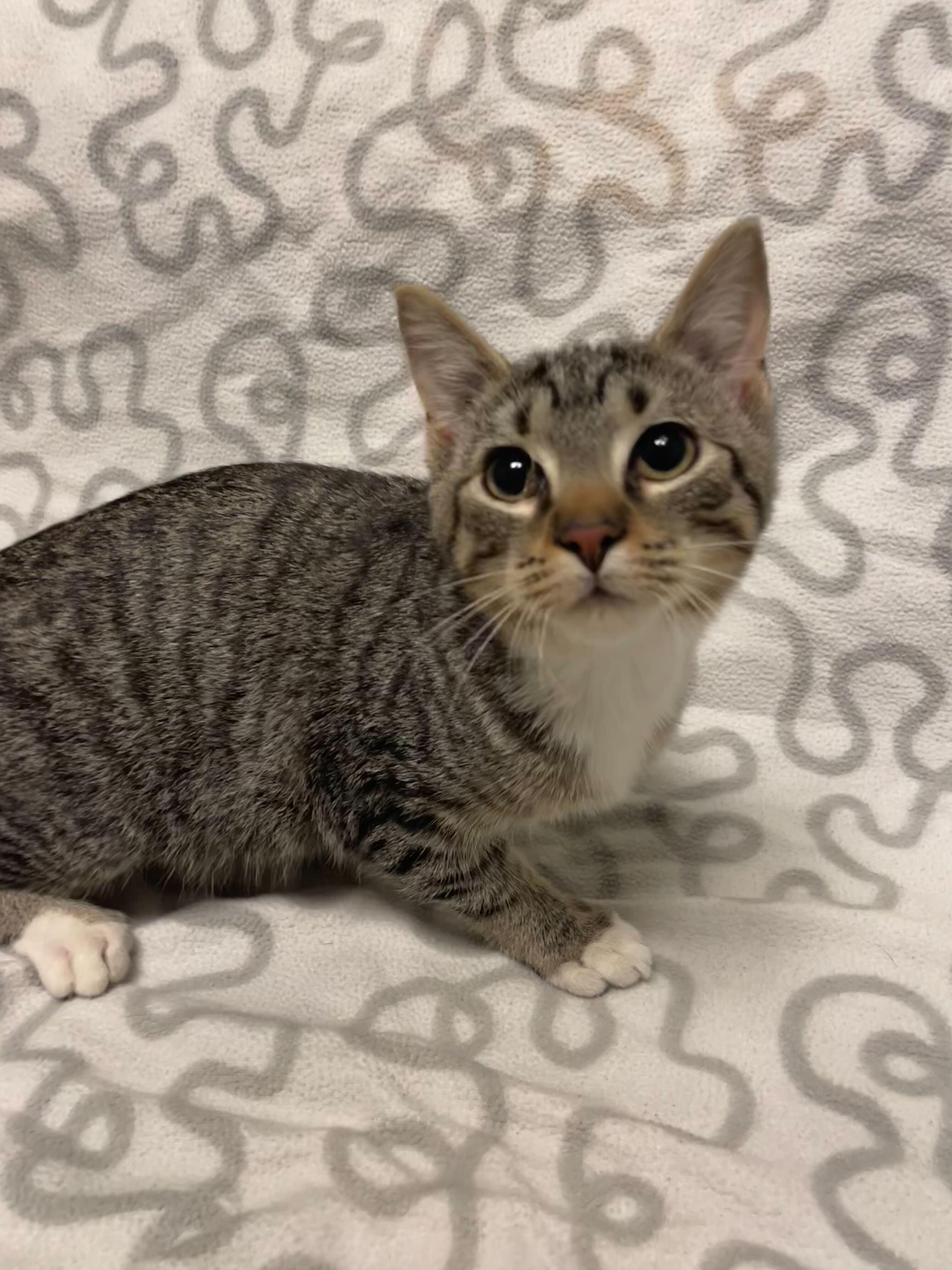 Enlarge Kareem, a ADOPTABLE Domestic Short Hair in Jackson, MI image 5/5