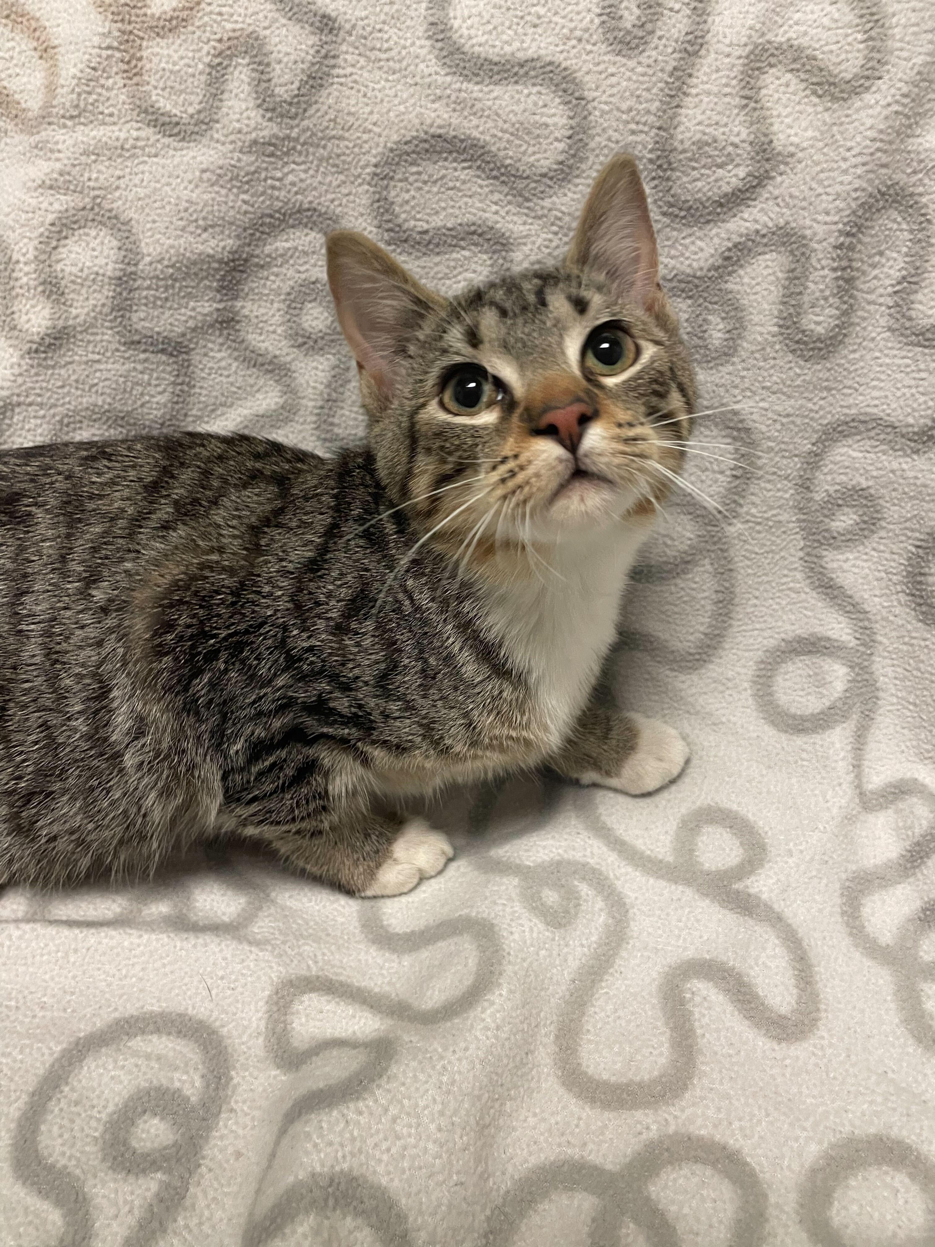 Enlarge Kareem, a ADOPTABLE Domestic Short Hair in Jackson, MI image 2/5