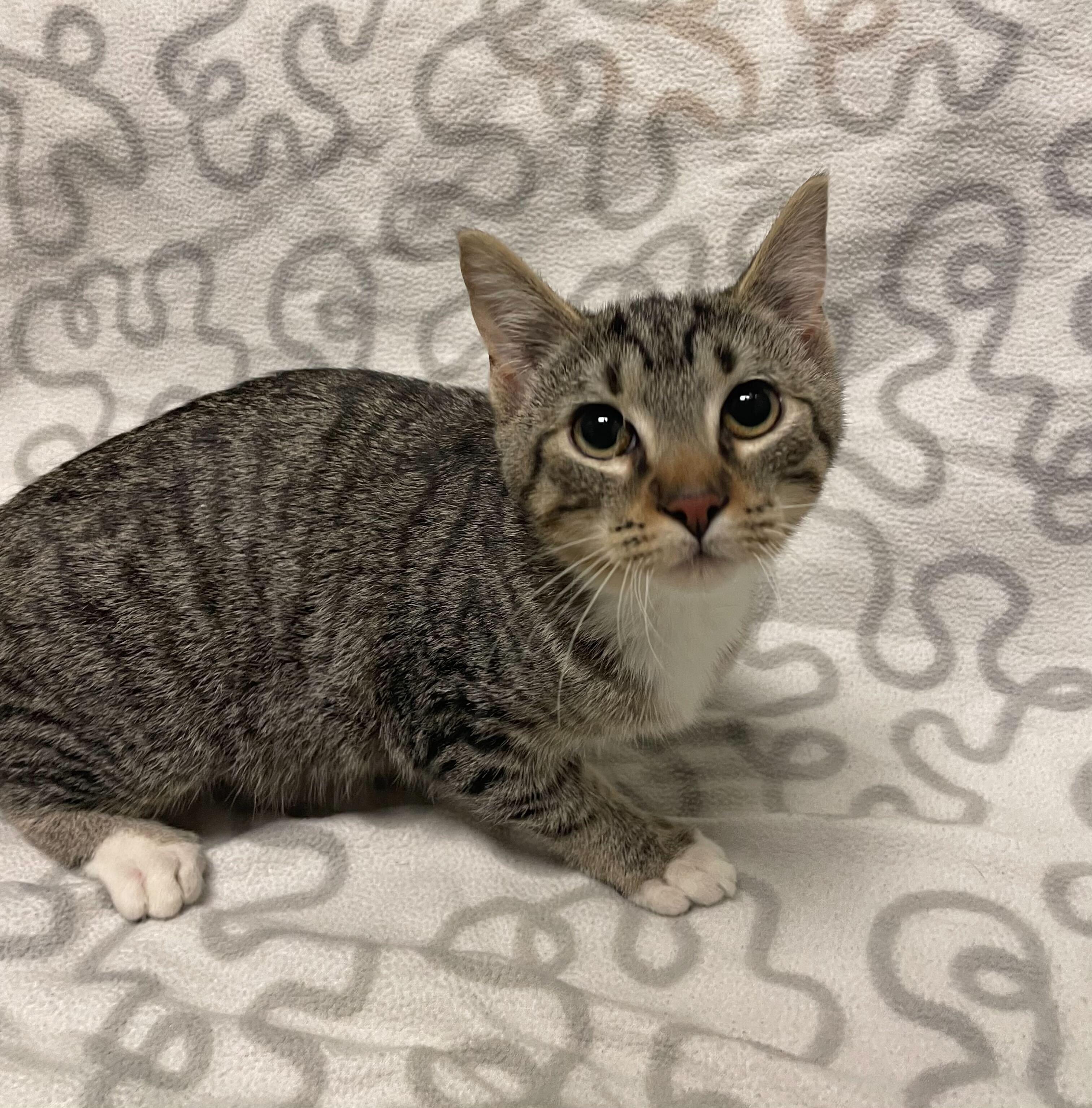 Enlarge Kareem, a ADOPTABLE Domestic Short Hair in Jackson, MI image 1/5