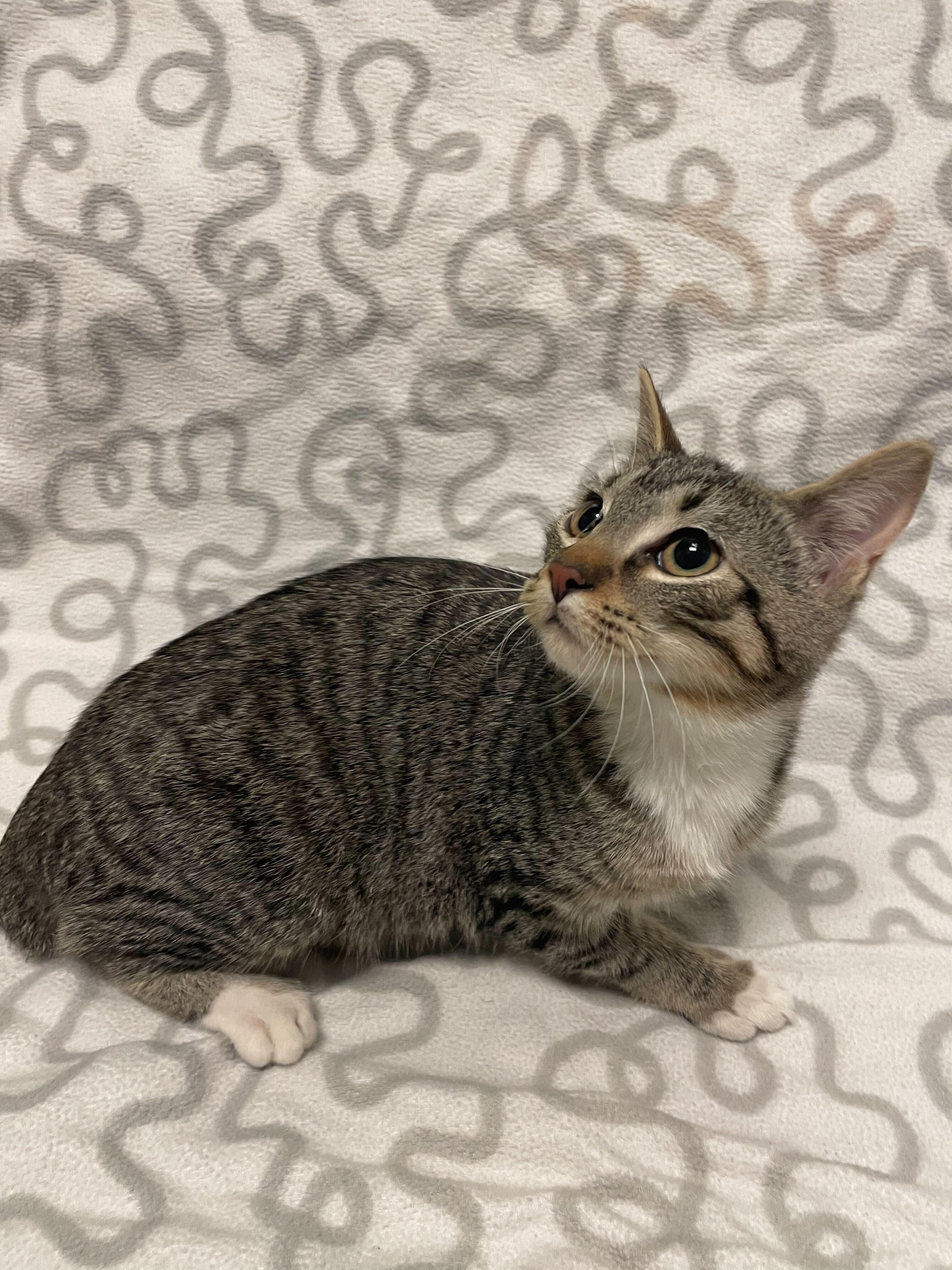 Enlarge Kareem, a ADOPTABLE Domestic Short Hair in Jackson, MI image 4/5