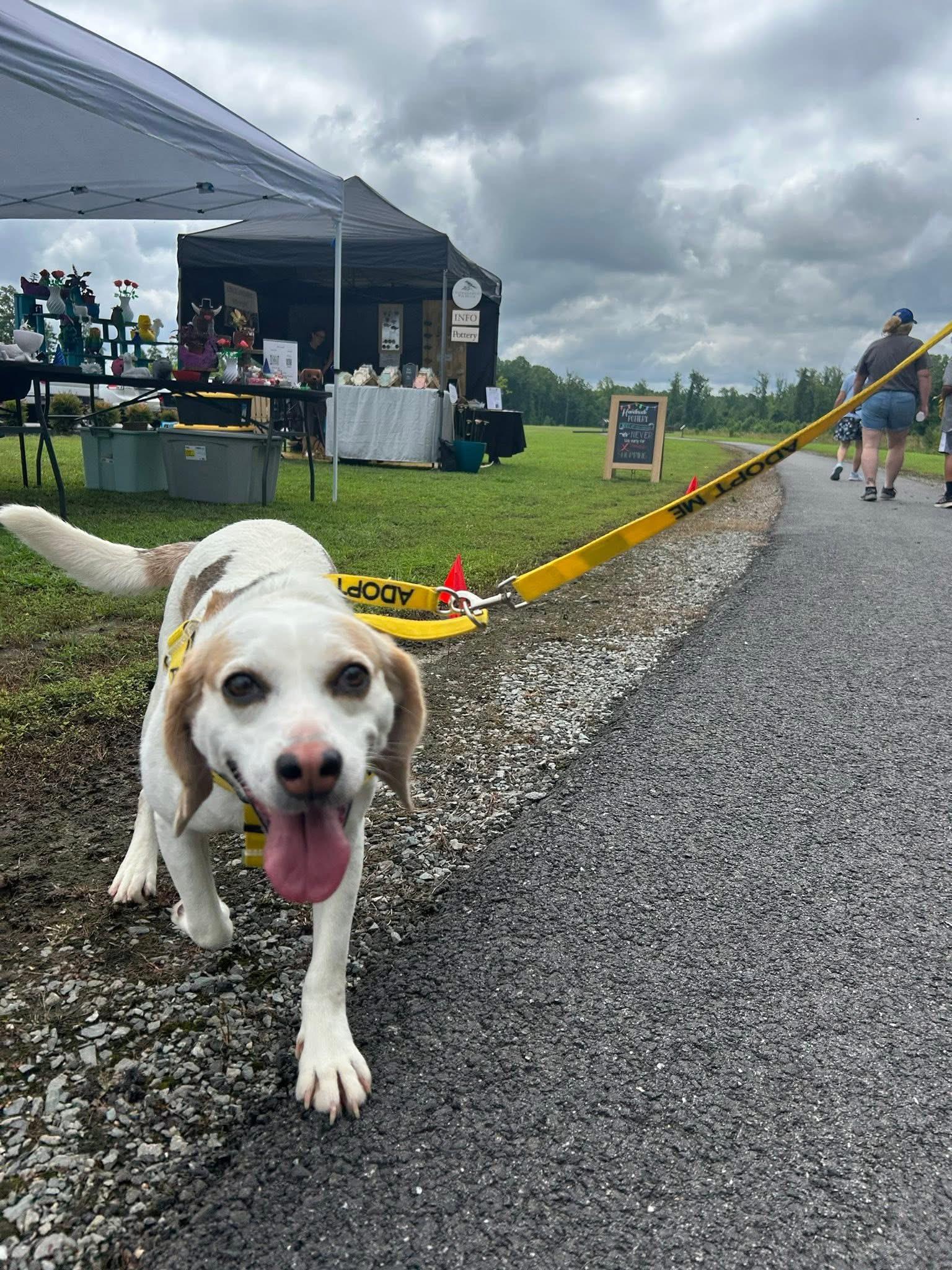 Cheeky Artie, Adult Male Beagle