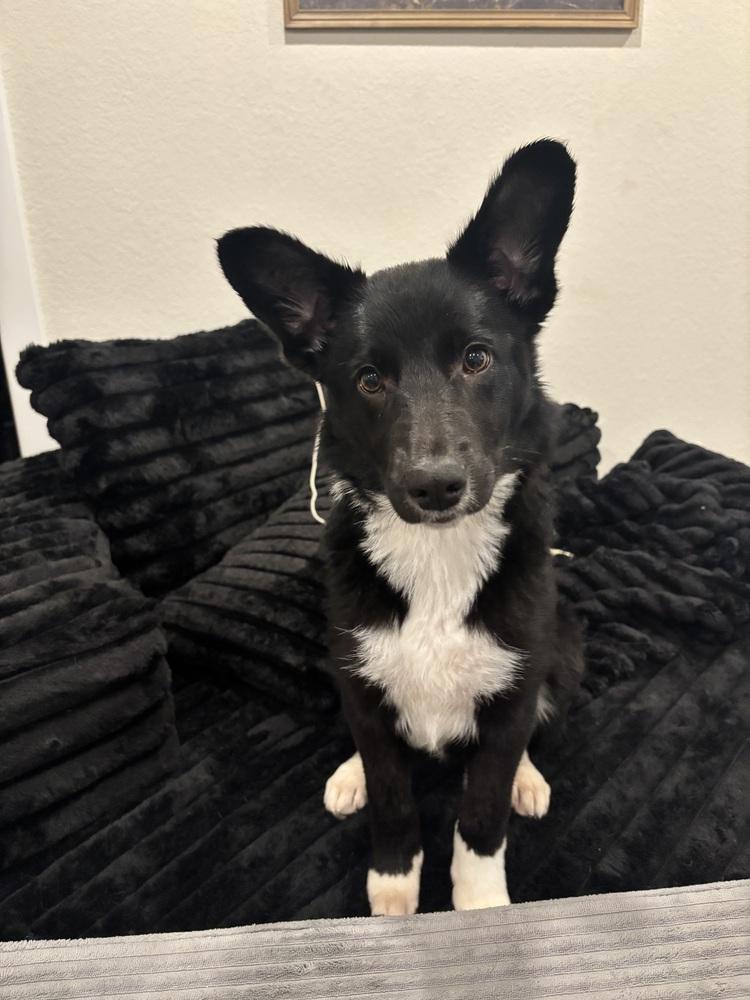 Vixen, a Adoptable mixed breed in Sedalia, CO image 1/6