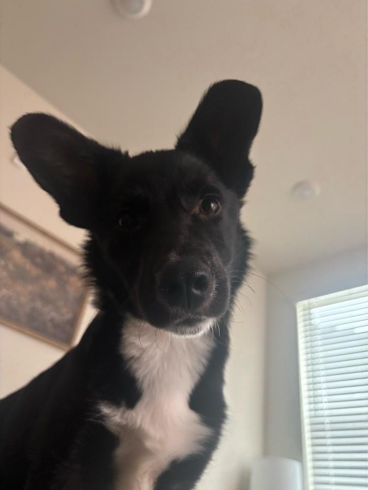 Vixen, a Adoptable mixed breed in Sedalia, CO image 3/6