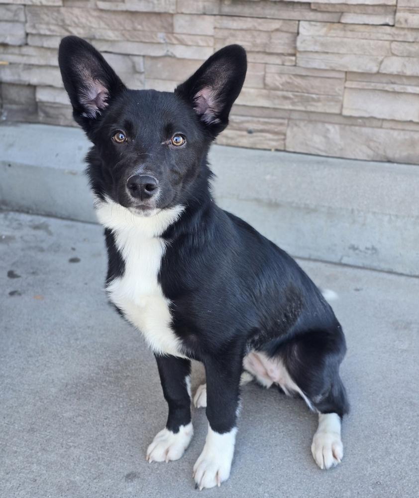 Vixen, a Adoptable mixed breed in Sedalia, CO image 5/6