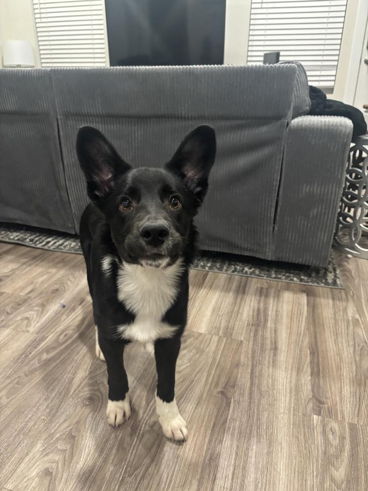 Vixen, a Adoptable mixed breed in Sedalia, CO image 6/6