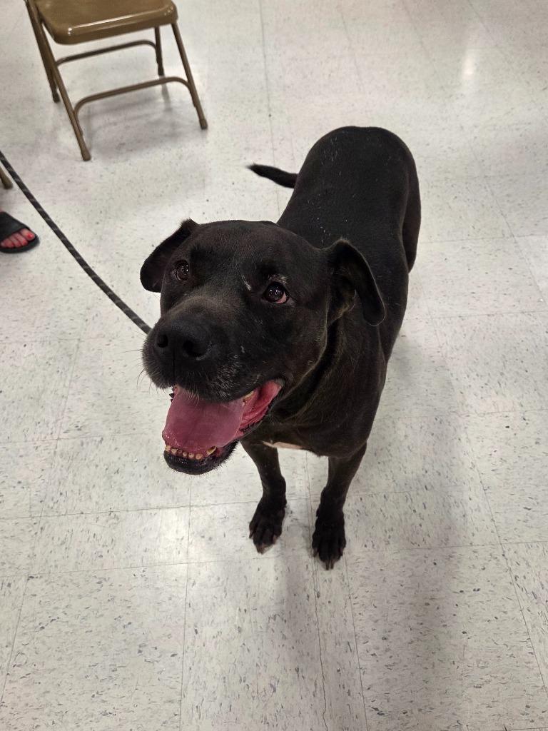 Nate, Adoptable, Adult Male American Bulldog & Labrador Retriever.