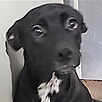 Charmy - URGENT, Adoptable, Puppy Female Labrador Retriever.