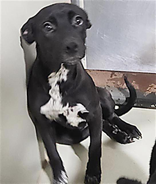 Enlarge Charmy - URGENT, a Adoptable mixed breed in Thousand Oaks, CA image 2/2