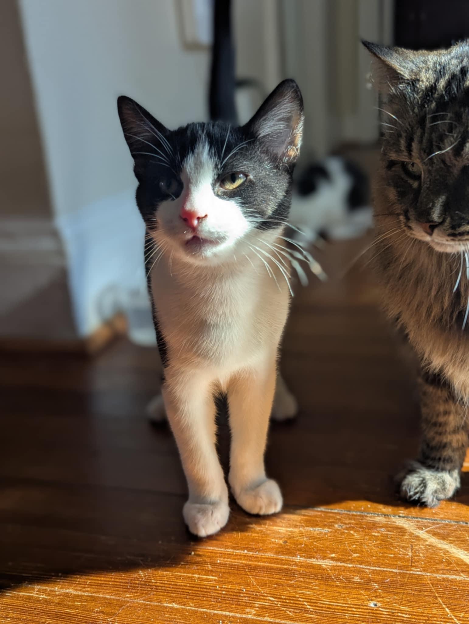 Enlarge The Mayor, a Adoptable Domestic Short Hair in Alexandria, VA image 5/6