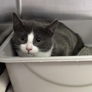 Enlarge Margo, an adopted Domestic Short Hair in Worcester, MA image 1/1