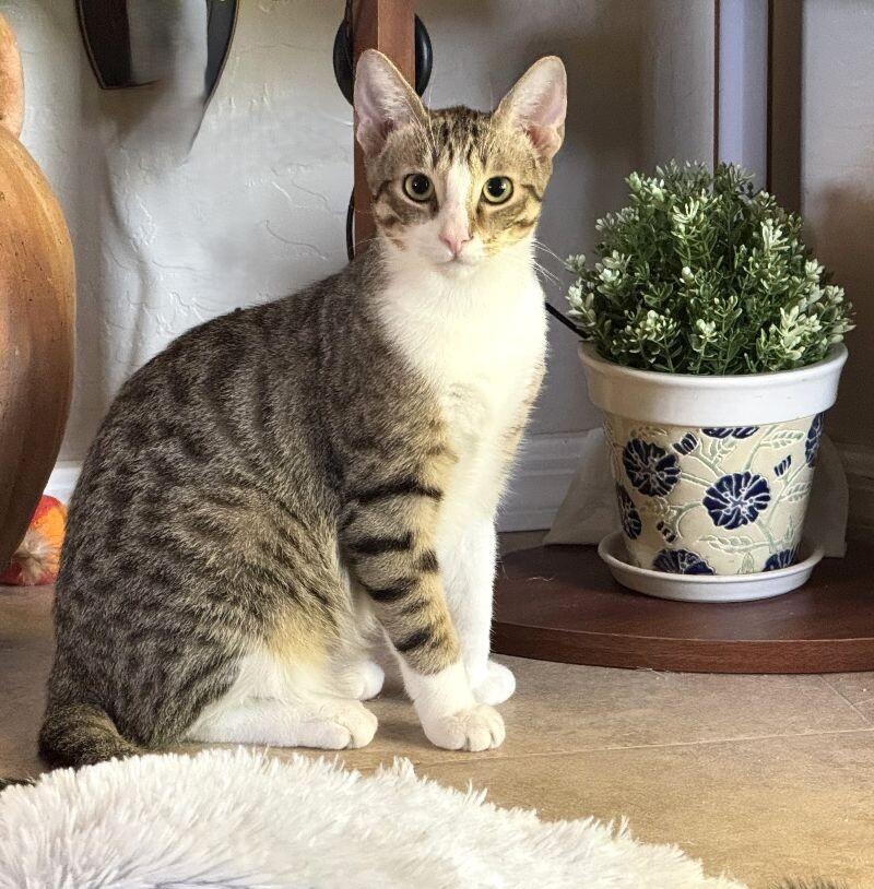 Bobby - Boy  Litter, Adoptable, Young Male Tabby.