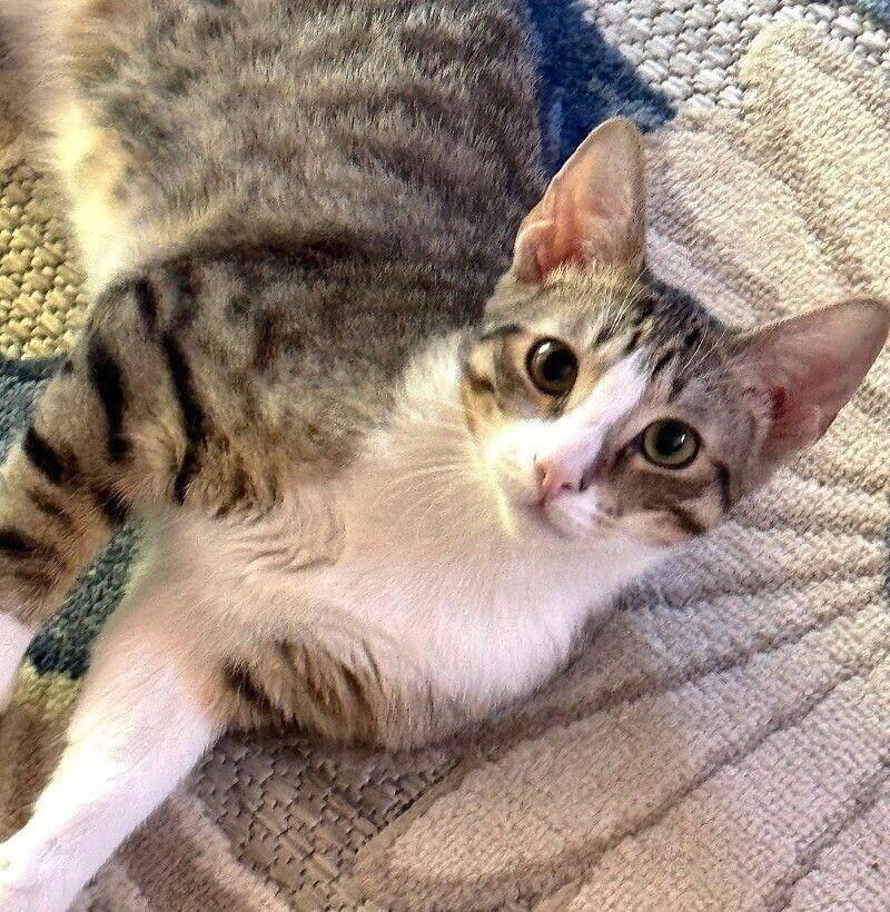 Enlarge Bobby - Boy  Litter, a Adoptable mixed breed in Anthem, AZ image 3/5