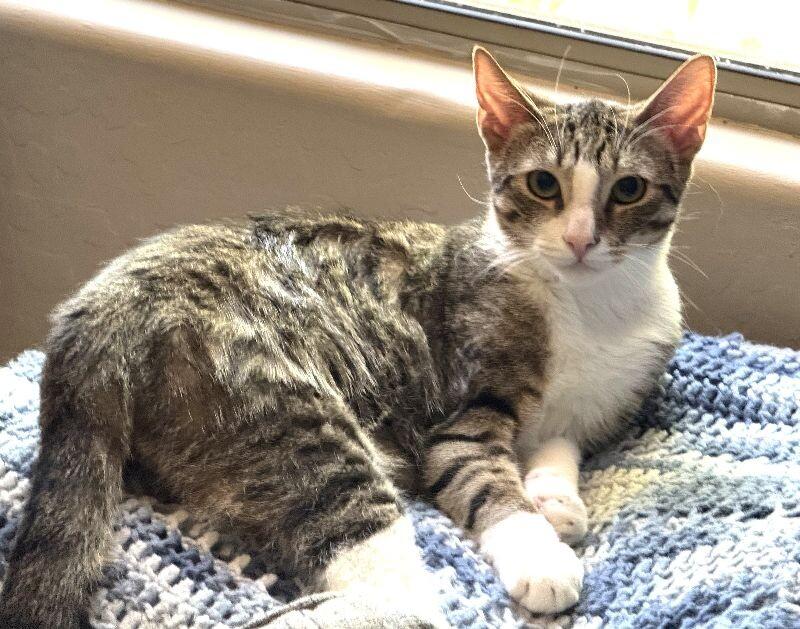 Enlarge Bobby - Boy  Litter, a Adoptable mixed breed in Anthem, AZ image 5/5