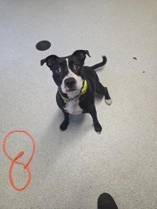 Enlarge Narnia, a Adoptable mixed breed in Roseburg, OR image 2/2