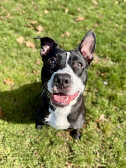 Enlarge Narnia, a Adoptable mixed breed in Roseburg, OR image 1/2