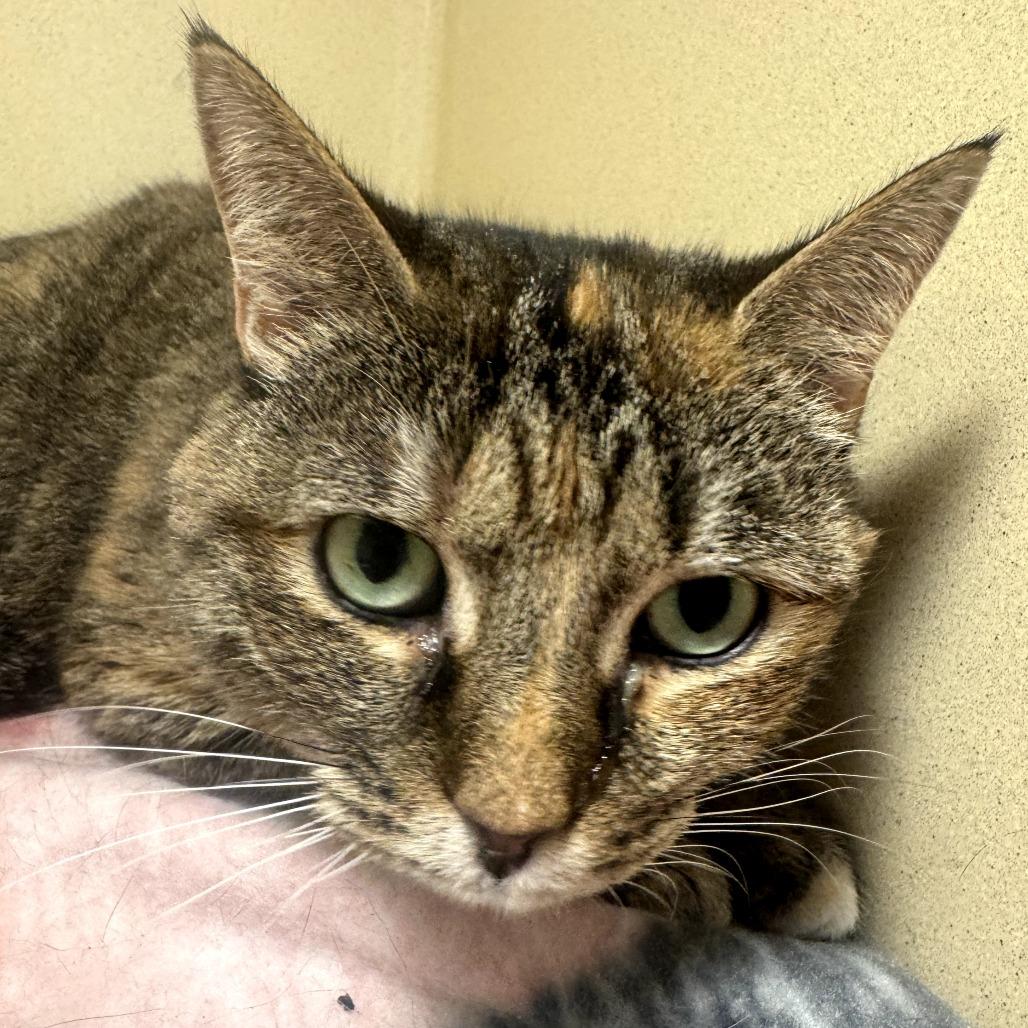 Enlarge Jinx, a Adoptable Domestic Medium Hair in Beckley, WV image 1/1