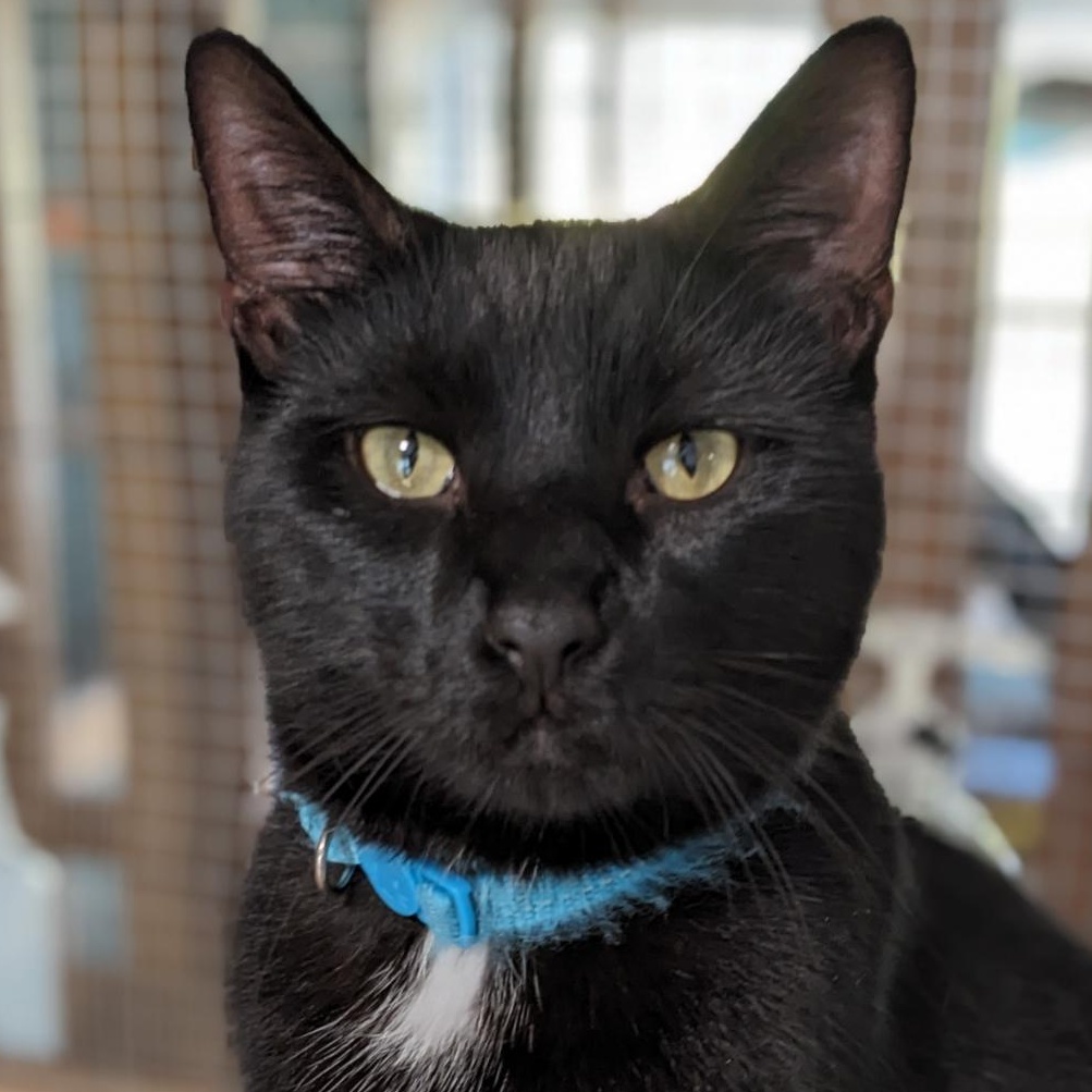 Enlarge Floyd, a Adoptable Domestic Short Hair in Shippenville, PA image 1/5