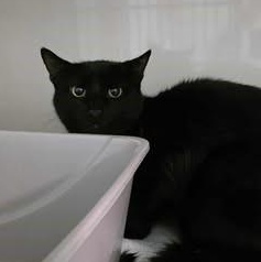 Enlarge Floyd, a Adoptable Domestic Short Hair in Shippenville, PA image 5/5