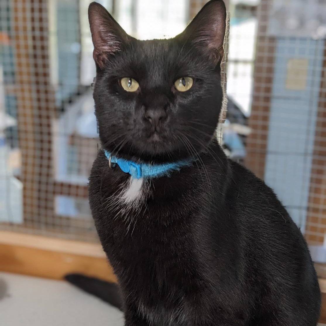 Enlarge Floyd, a Adoptable Domestic Short Hair in Shippenville, PA image 2/5