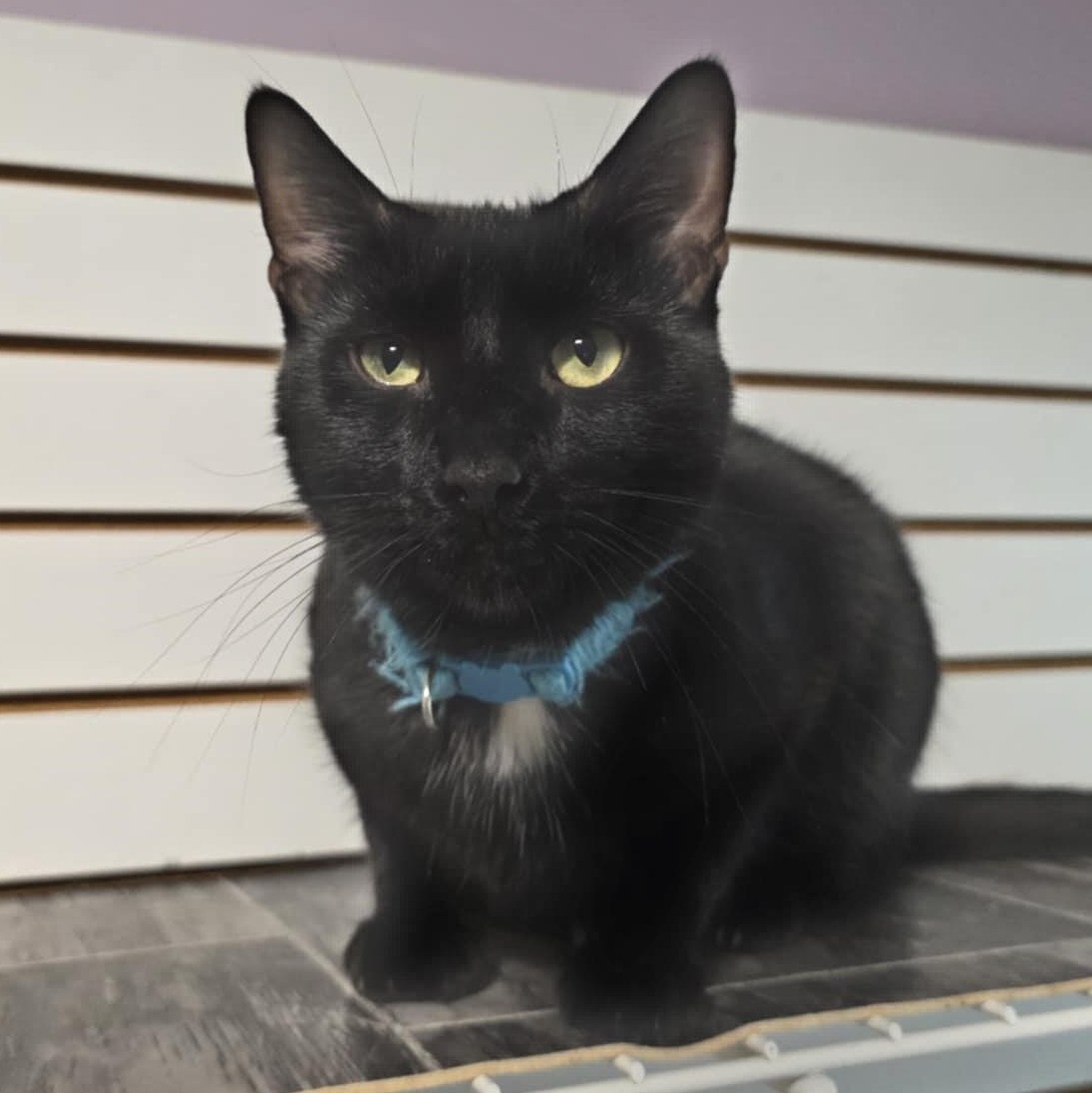 Enlarge Floyd, a Adoptable Domestic Short Hair in Shippenville, PA image 3/5