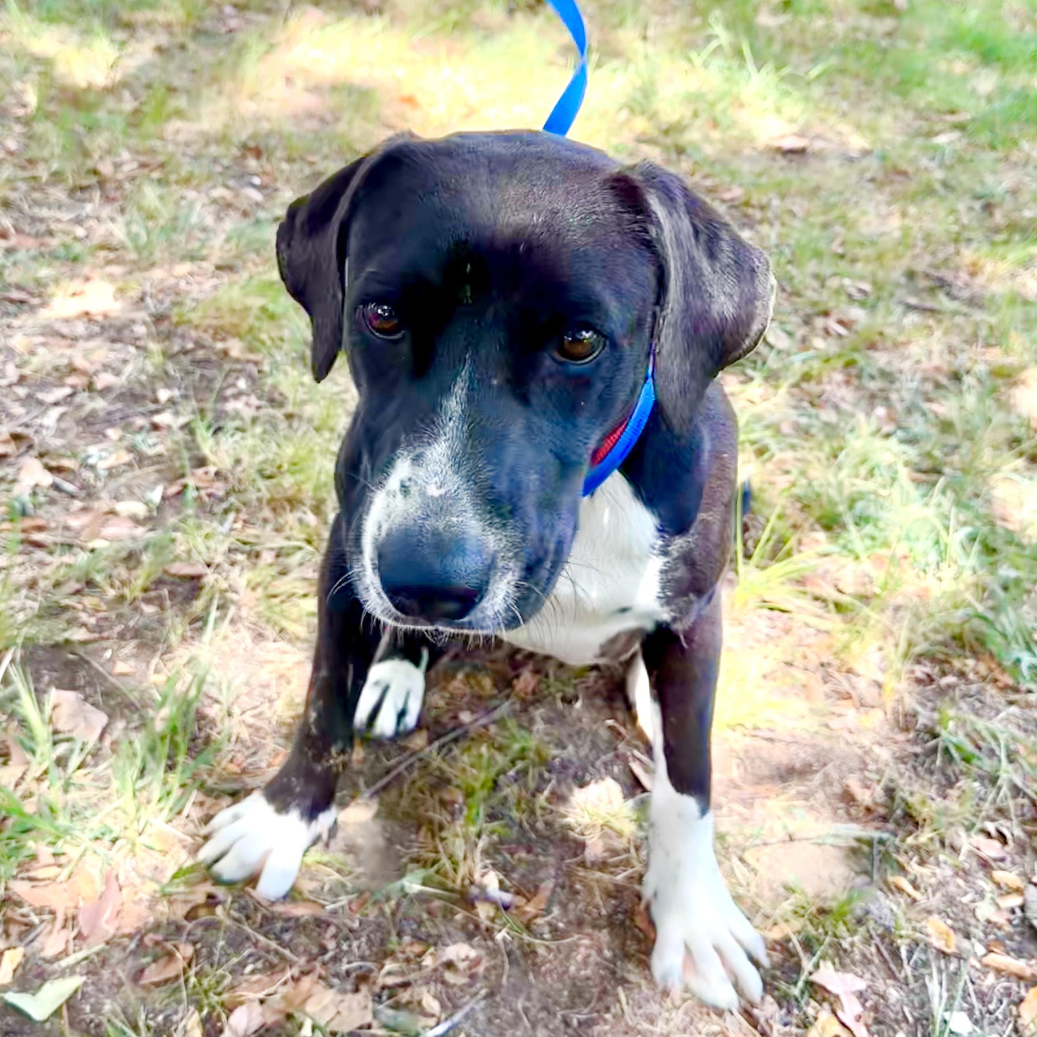 Enlarge Bindee Lou, a Adoptable mixed breed in Albany, NY image 1/6