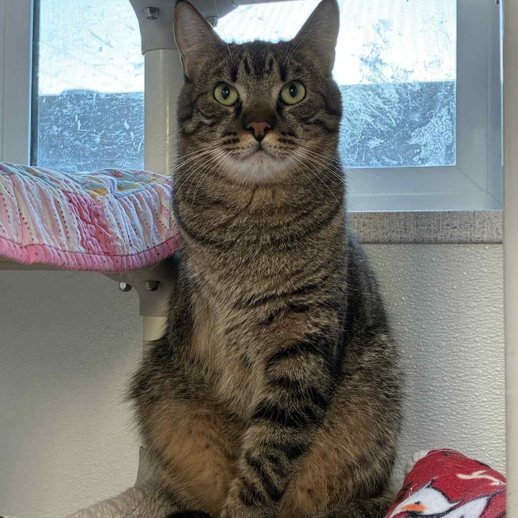 Bob the Bobcat, a Adoptable Domestic Short Hair in St. Helena, CA image 1/3