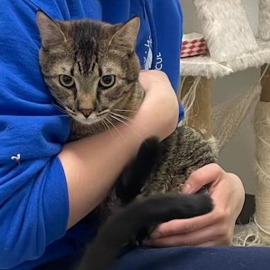 Bob the Bobcat, a Adoptable Domestic Short Hair in St. Helena, CA image 2/3