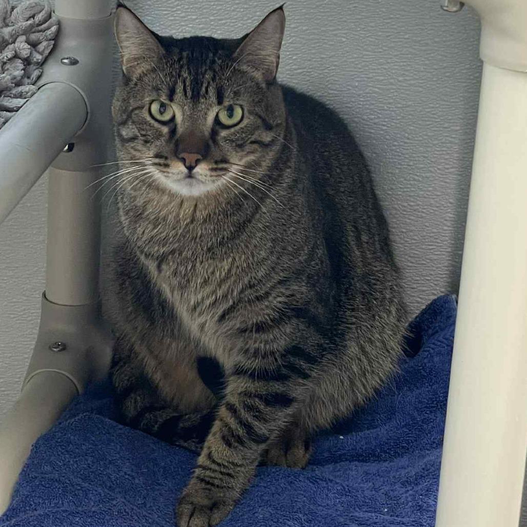 Bob the Bobcat, Adoptable, Adult Male Domestic Short Hair.