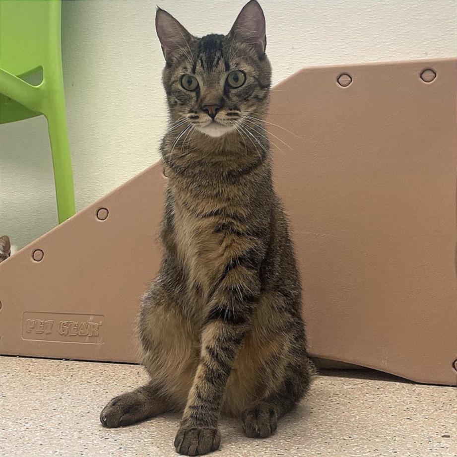 Bob the Bobcat, a Adoptable Domestic Short Hair in St. Helena, CA image 3/3