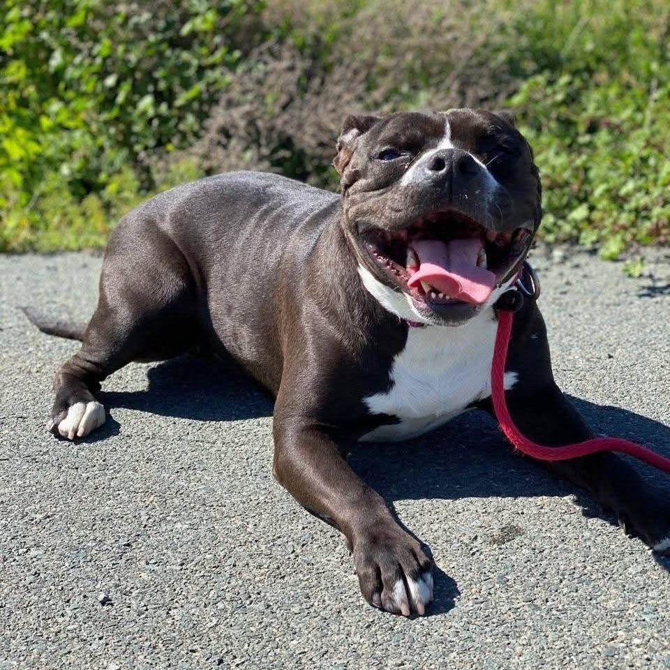 Petey, Adoptable, Senior Male Pit Bull Terrier.